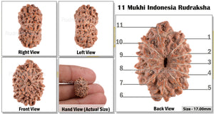 11 Mukhi Indonesian Rudraksha - Bead No. 33