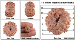 11 Mukhi Indonesian Rudraksha - Bead No. 34