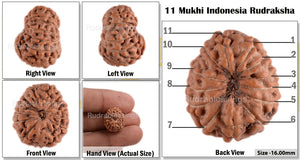 11 Mukhi Indonesian Rudraksha - Bead No. 47