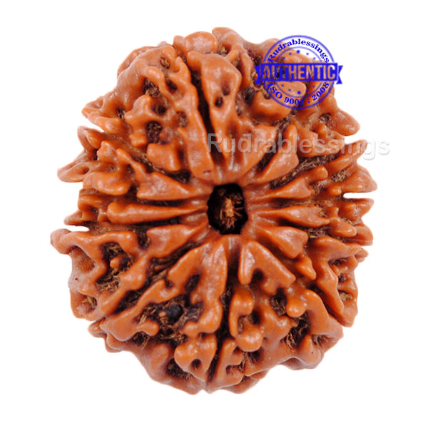 11 Mukhi Nepalese Rudraksha - Bead No. 47