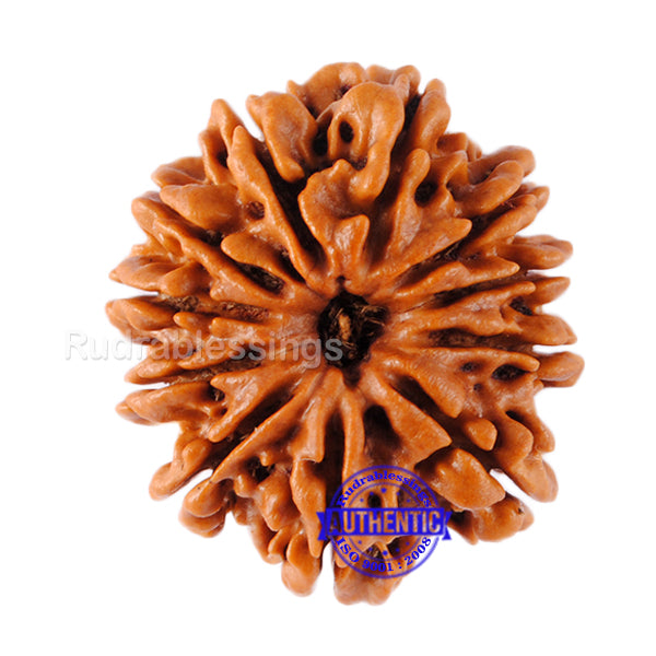 11 Mukhi Nepalese Rudraksha - Bead No. 51