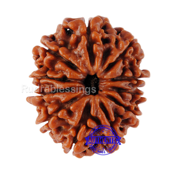 11 Mukhi Nepalese Rudraksha - Bead No. 52