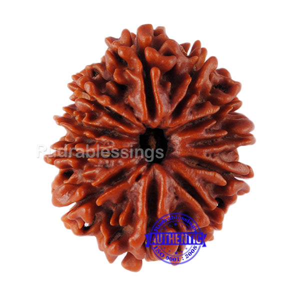 11 Mukhi Nepalese Rudraksha - Bead No. 53