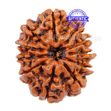 Load image into Gallery viewer, 11 Mukhi Nepalese Rudraksha - Bead No. 48
