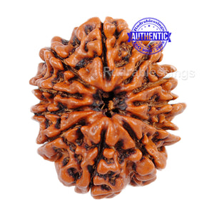 11 Mukhi Nepalese Rudraksha - Bead No. 48