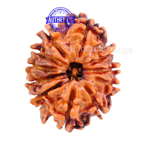 11 Mukhi Nepalese Rudraksha - Bead No. 43