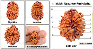 11 Mukhi Nepalese Rudraksha - Bead No. 43