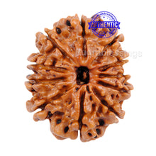 Load image into Gallery viewer, 11 Mukhi Nepalese Rudraksha - Bead No. 44
