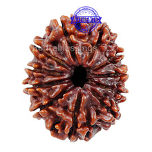 Load image into Gallery viewer, 11 Mukhi Nepalese Rudraksha - Bead No. 45
