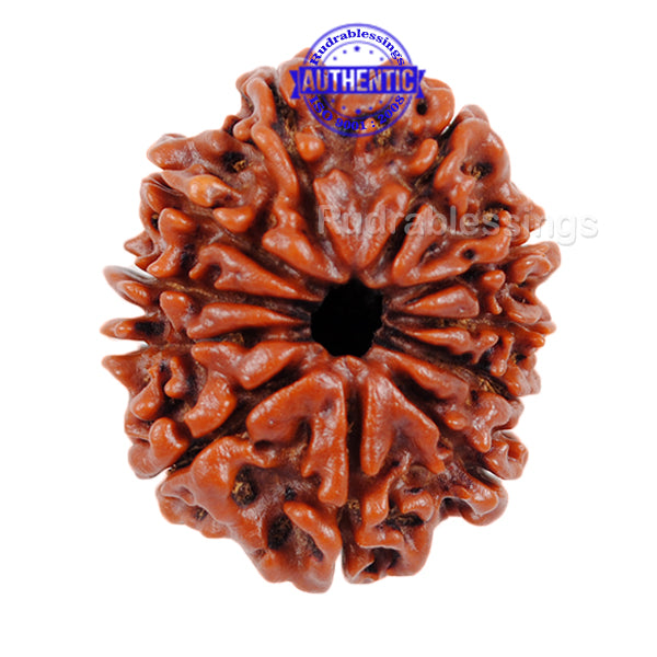 11 Mukhi Nepalese Rudraksha - Bead No. 46