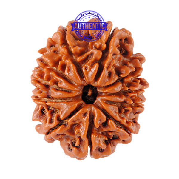 11 Mukhi Nepalese Rudraksha - Bead No. 63