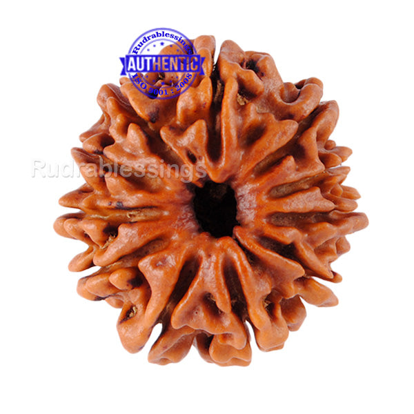 11 Mukhi Nepalese Rudraksha - Bead No. 64