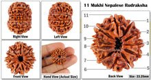 Load image into Gallery viewer, 11 Mukhi Nepalese Rudraksha - Bead No. 64
