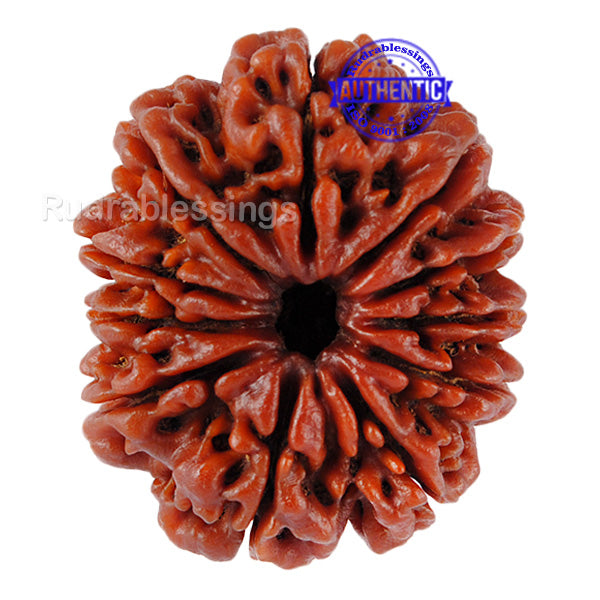 11 Mukhi Nepalese Rudraksha - Bead No. 66