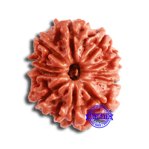 11 Mukhi Nepalese Rudraksha - Bead No. 330