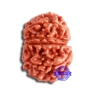 11 Mukhi Nepalese Rudraksha - Bead No. 330