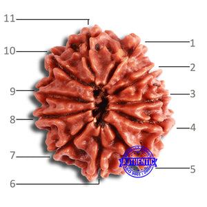 11 Mukhi Nepalese Rudraksha - Bead No. 331