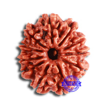 Load image into Gallery viewer, 11 Mukhi Nepalese Rudraksha - Bead No. 331
