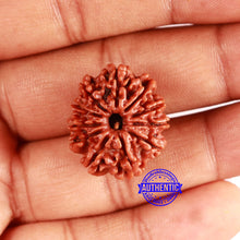 Load image into Gallery viewer, 11 Mukhi Nepalese Rudraksha - Bead No. 331
