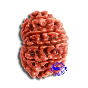 11 Mukhi Nepalese Rudraksha - Bead No. 331