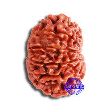 Load image into Gallery viewer, 11 Mukhi Nepalese Rudraksha - Bead No. 331
