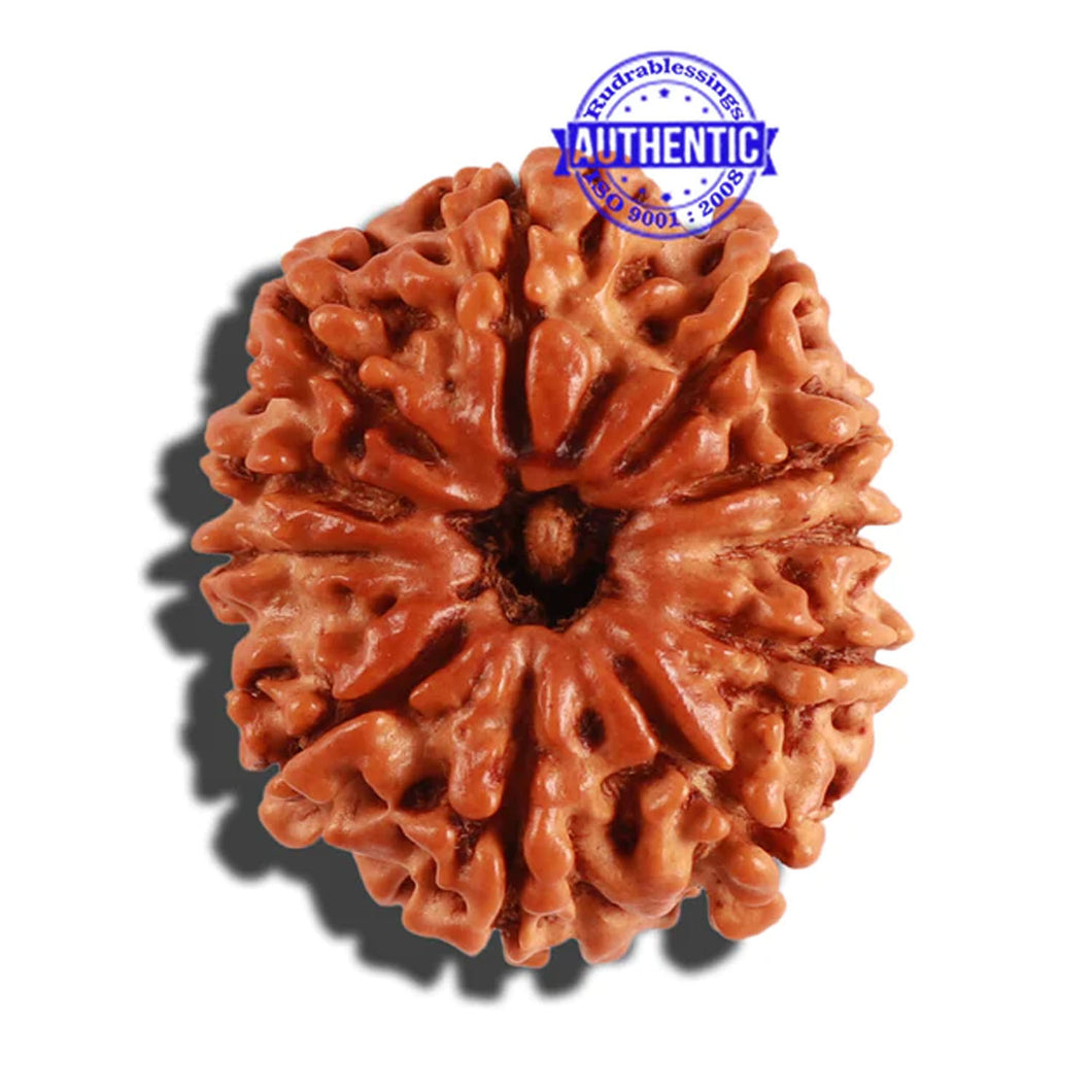 11 Mukhi Nepalese Rudraksha - Bead No. 194