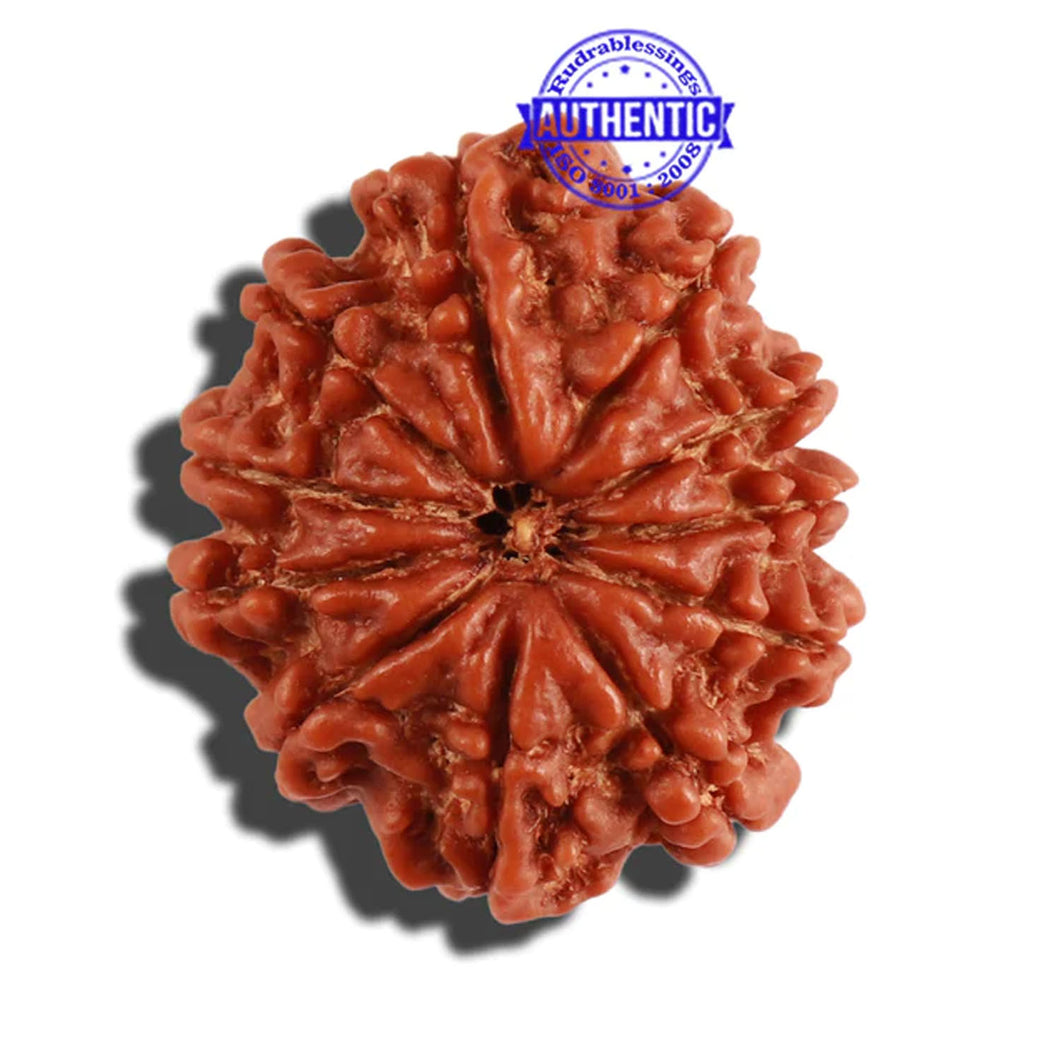 11 Mukhi Nepalese Rudraksha - Bead No. 219