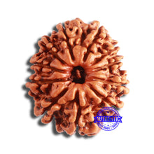 Load image into Gallery viewer, 11 Mukhi Nepalese Rudraksha - Bead No. 337
