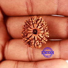 Load image into Gallery viewer, 11 Mukhi Nepalese Rudraksha - Bead No. 337
