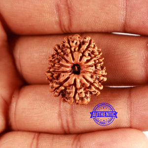 11 Mukhi Nepalese Rudraksha - Bead No. 337