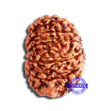 Load image into Gallery viewer, 11 Mukhi Nepalese Rudraksha - Bead No. 337
