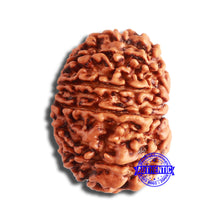 Load image into Gallery viewer, 11 Mukhi Nepalese Rudraksha - Bead No. 337
