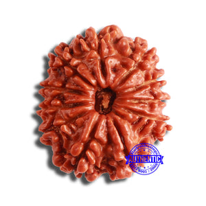 11 Mukhi Nepalese Rudraksha - Bead No. 341