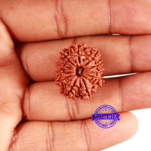 11 Mukhi Nepalese Rudraksha - Bead No. 341