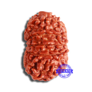 11 Mukhi Nepalese Rudraksha - Bead No. 341