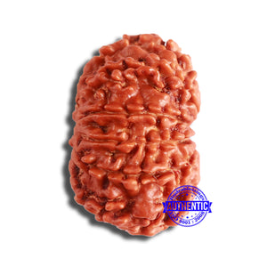 11 Mukhi Nepalese Rudraksha - Bead No. 341