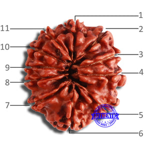 11 Mukhi Nepalese Rudraksha - Bead No. 344