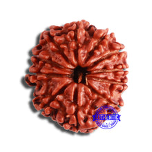 Load image into Gallery viewer, 11 Mukhi Nepalese Rudraksha - Bead No. 344
