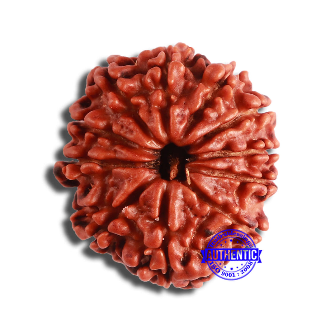 11 Mukhi Nepalese Rudraksha - Bead No. 344