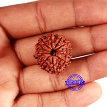 Load image into Gallery viewer, 11 Mukhi Nepalese Rudraksha - Bead No. 344
