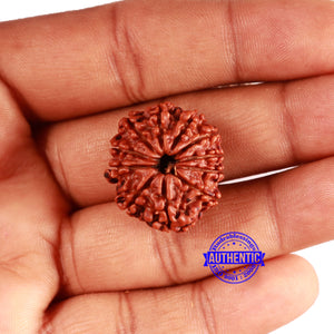 11 Mukhi Nepalese Rudraksha - Bead No. 344