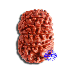 11 Mukhi Nepalese Rudraksha - Bead No. 344