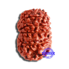 Load image into Gallery viewer, 11 Mukhi Nepalese Rudraksha - Bead No. 344
