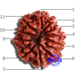 11 Mukhi Nepalese Rudraksha - Bead No. 345