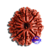 Load image into Gallery viewer, 11 Mukhi Nepalese Rudraksha - Bead No. 345
