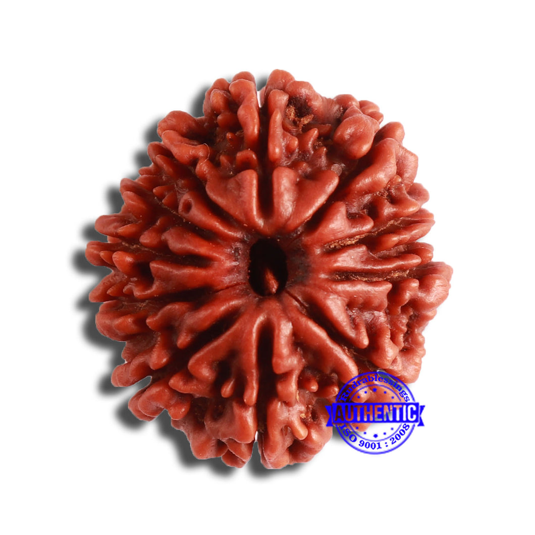 11 Mukhi Nepalese Rudraksha - Bead No. 345