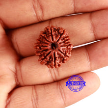 Load image into Gallery viewer, 11 Mukhi Nepalese Rudraksha - Bead No. 345
