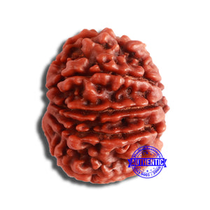 11 Mukhi Nepalese Rudraksha - Bead No. 345