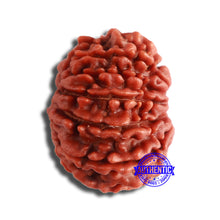 Load image into Gallery viewer, 11 Mukhi Nepalese Rudraksha - Bead No. 345
