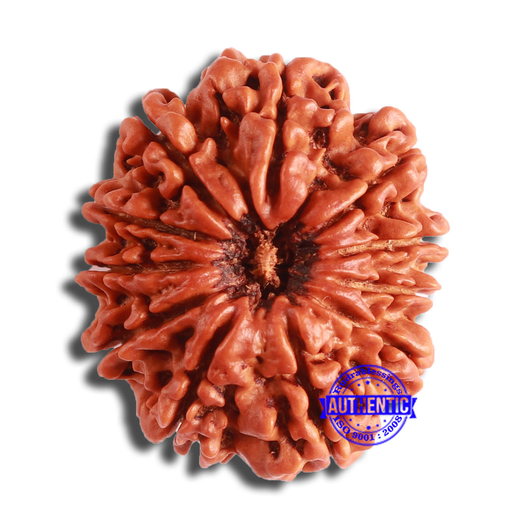 11 Mukhi Nepalese Rudraksha - Bead No. 349